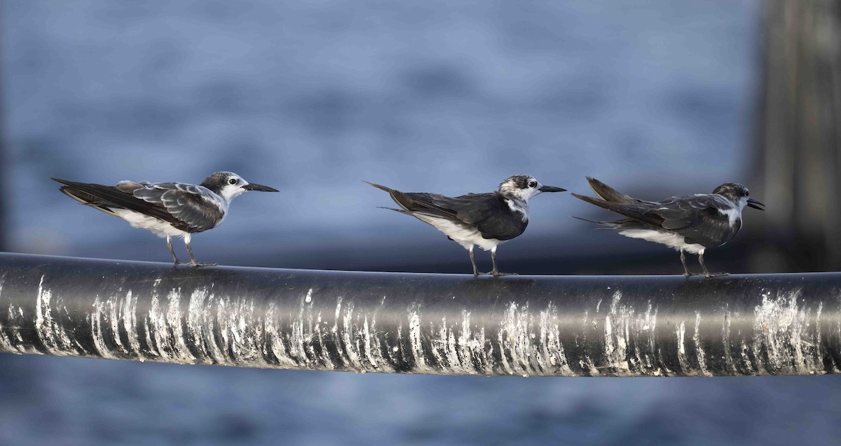 Bridled Tern - ML620738745