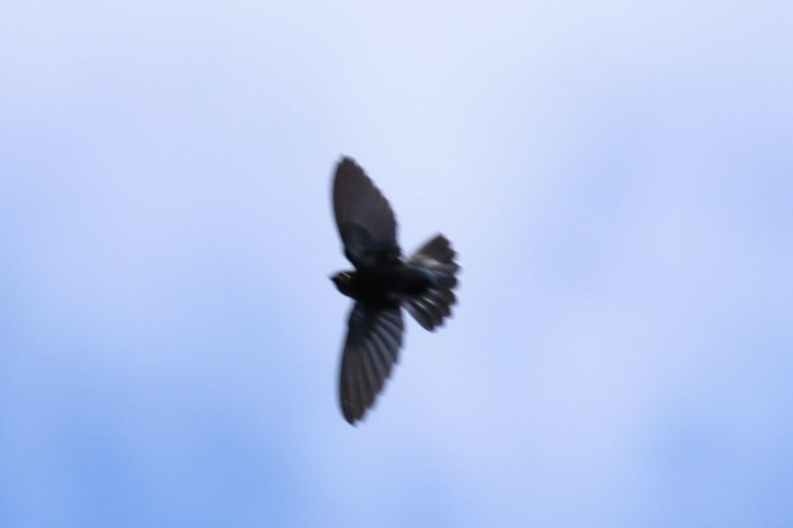 Glossy Swiftlet - ML620738746