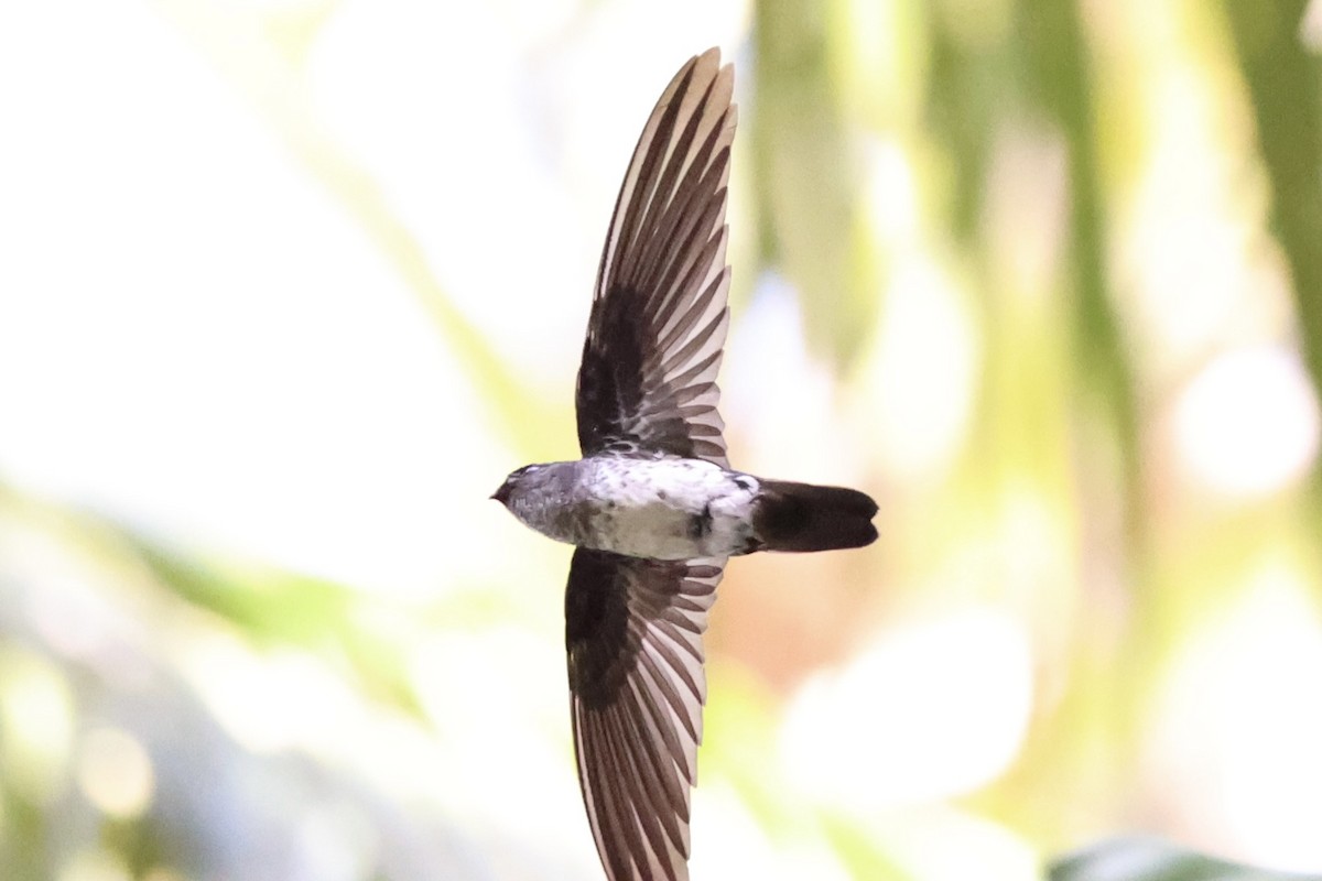 Glossy Swiftlet - ML620738747