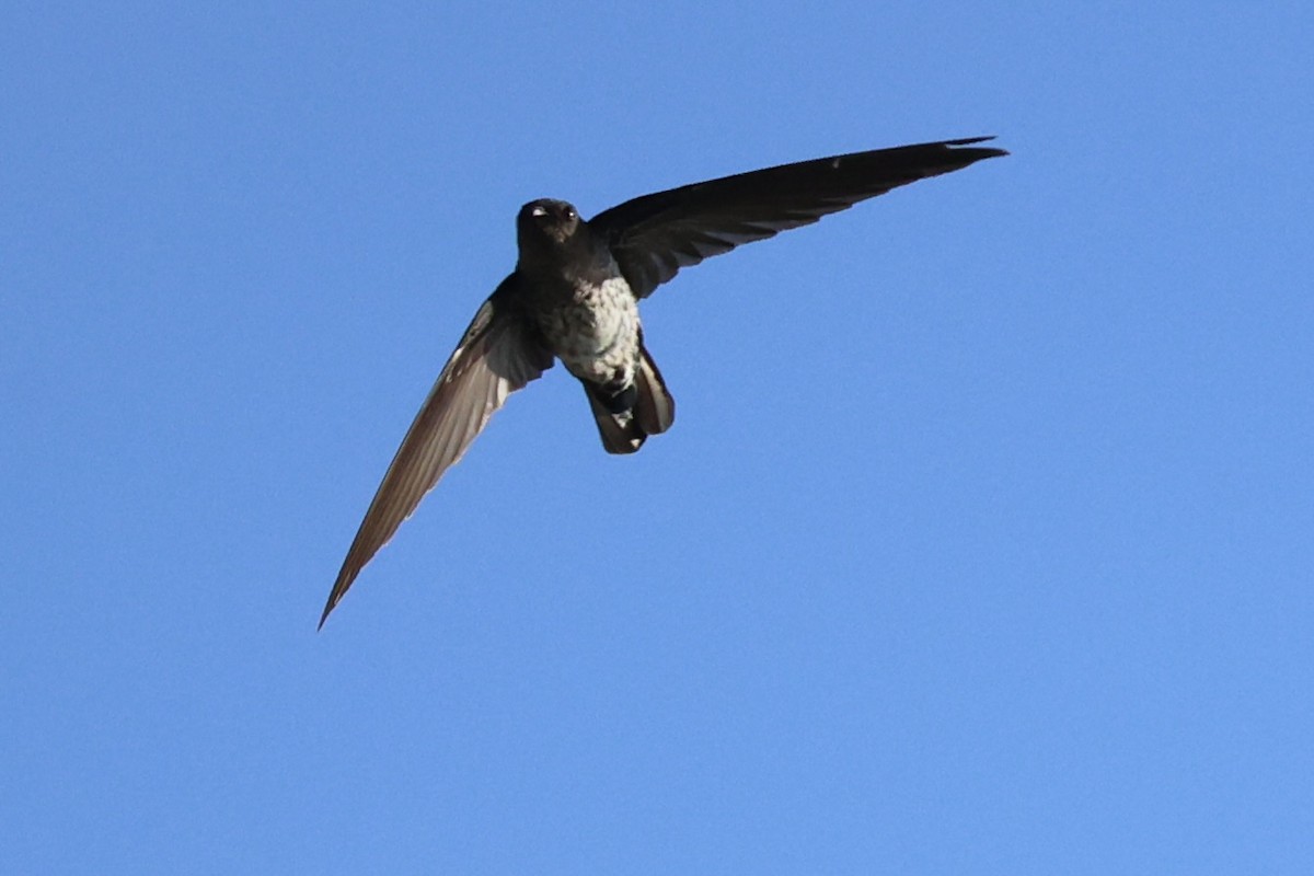 Glossy Swiftlet - ML620738750