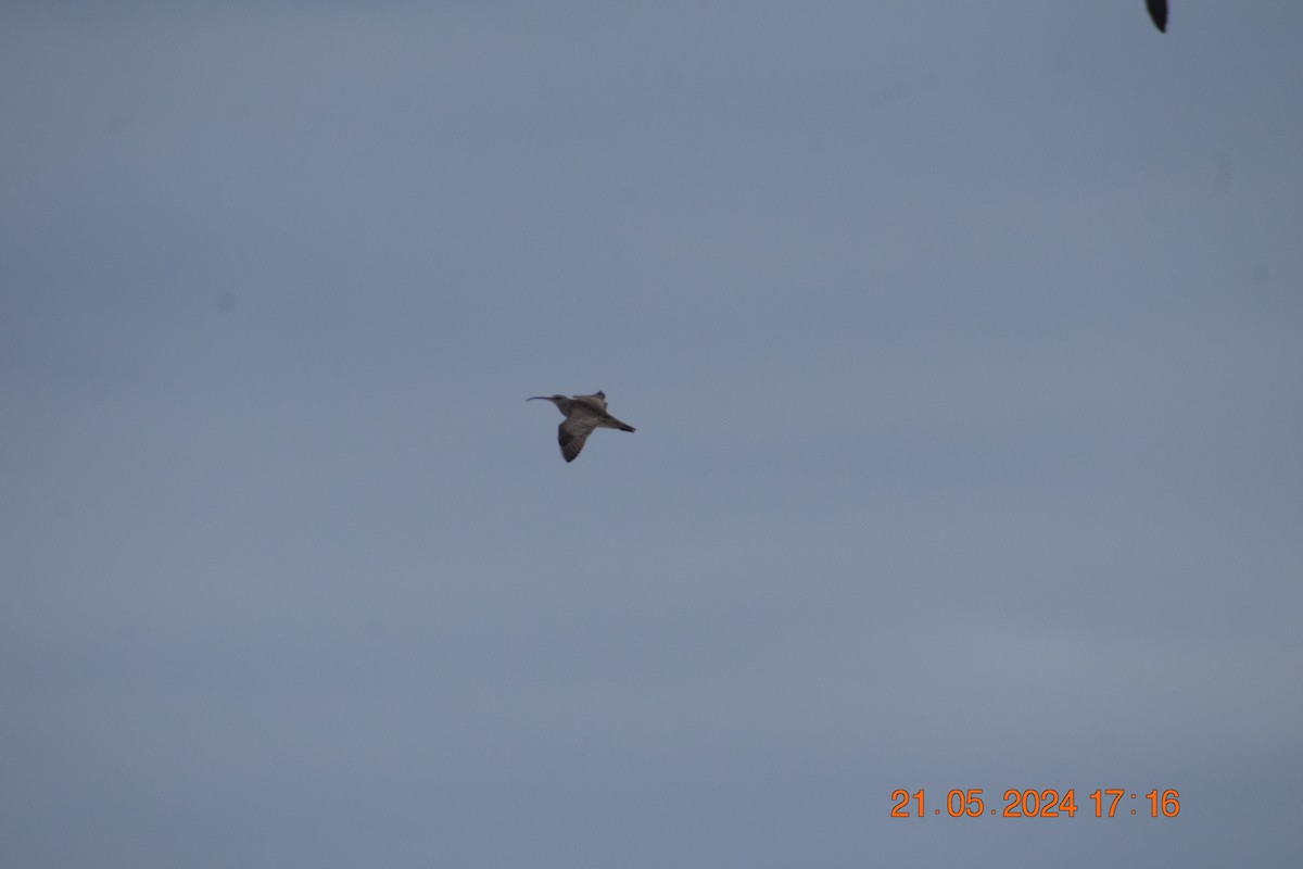 Whimbrel - Reynaldo Valdivia Reyes