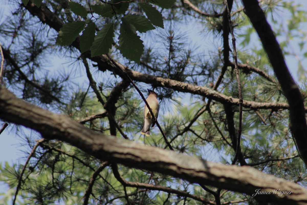 Cedar Waxwing - ML620738755