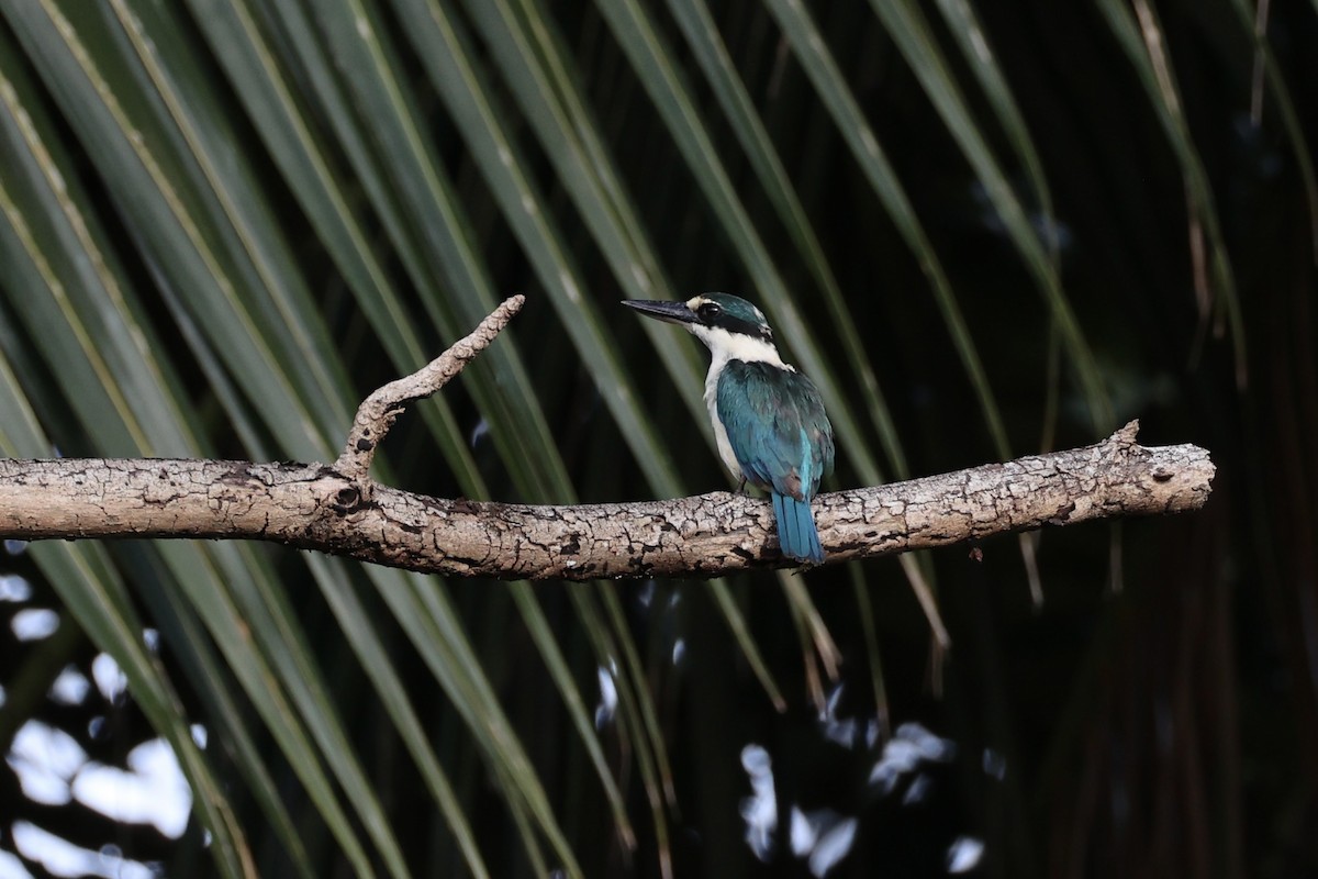 Melanesian Kingfisher - ML620738759