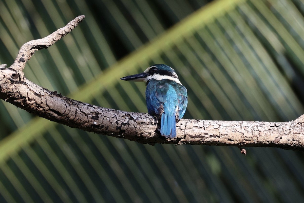 Melanesian Kingfisher - ML620738760