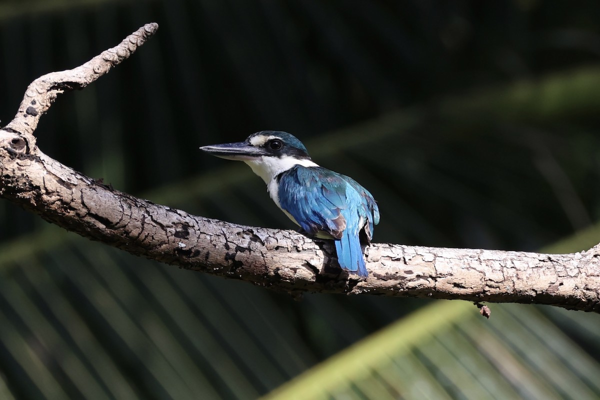 Melanesian Kingfisher - ML620738762