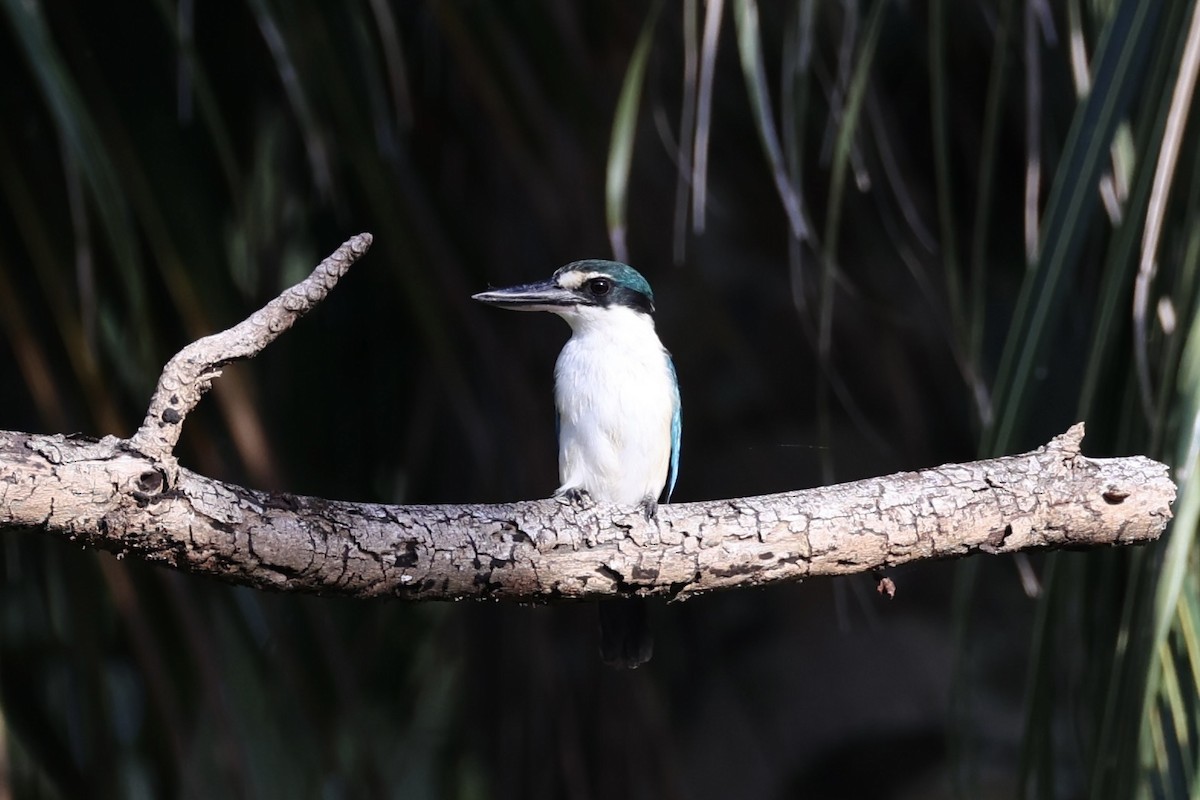 Melanesian Kingfisher - Andrew William