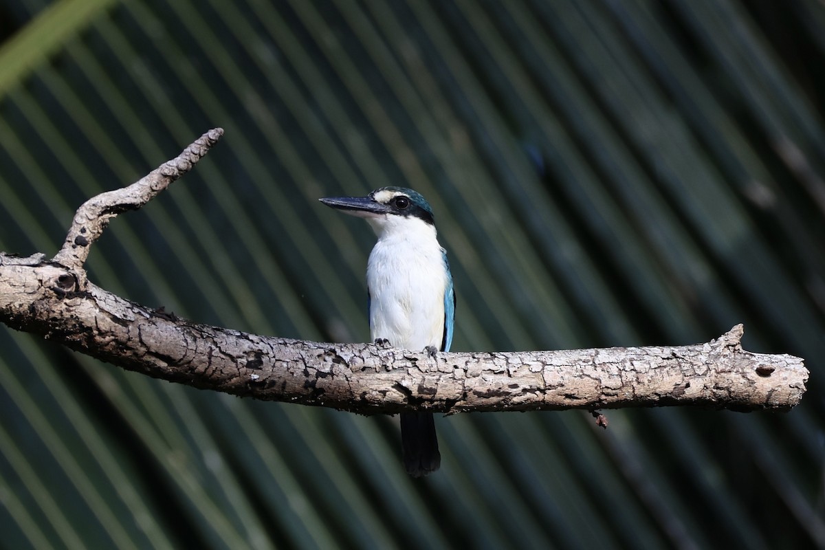 Melanesian Kingfisher - ML620738764