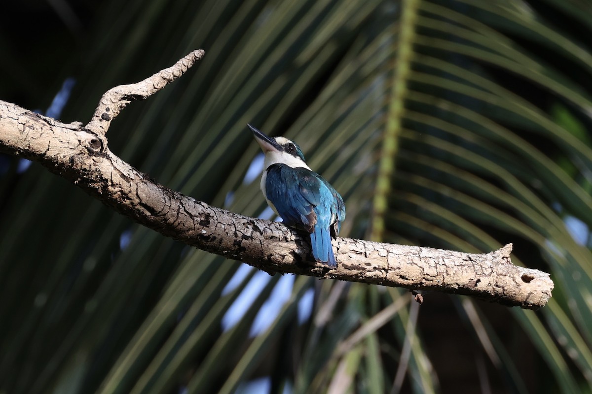 Melanesian Kingfisher - ML620738765