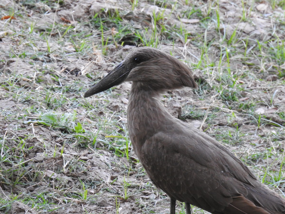 Hamerkop - ML620738768