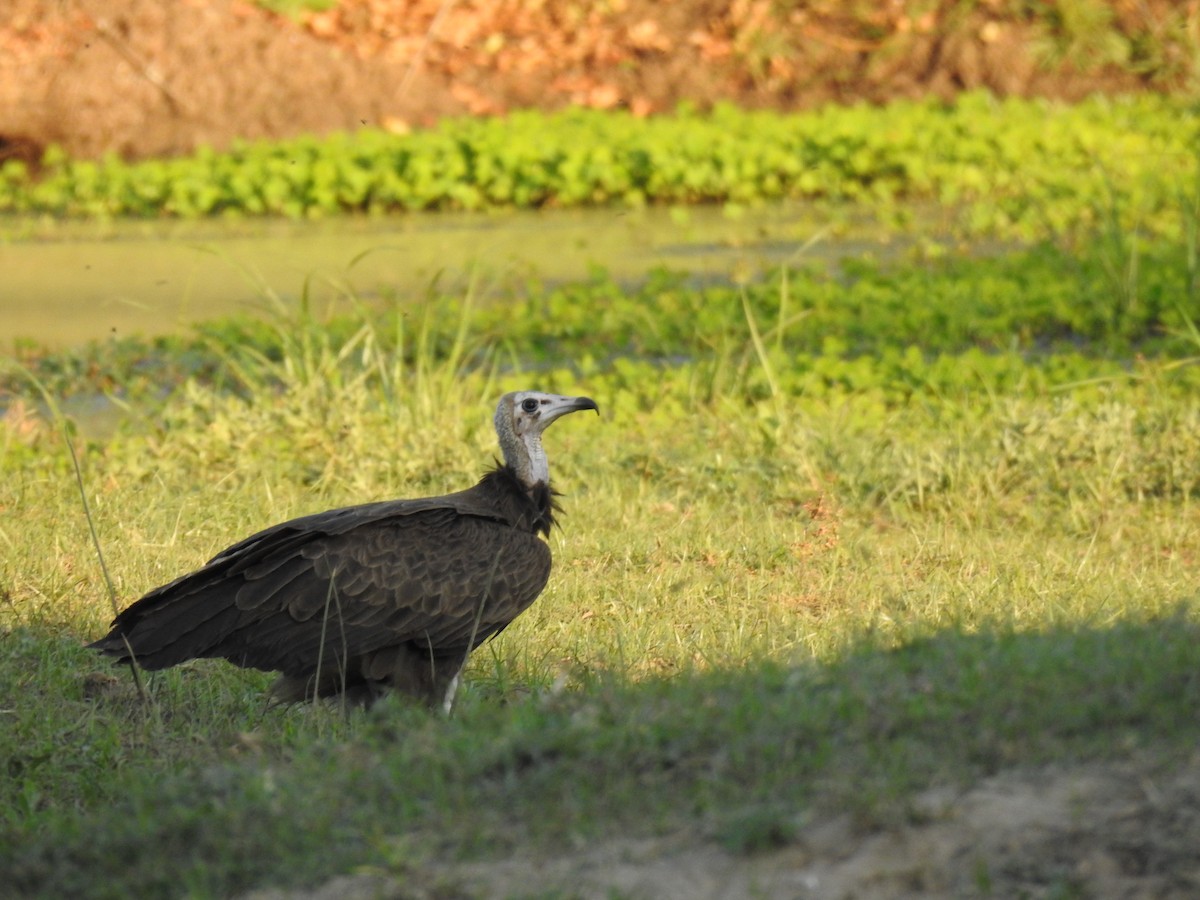 Hooded Vulture - ML620738775