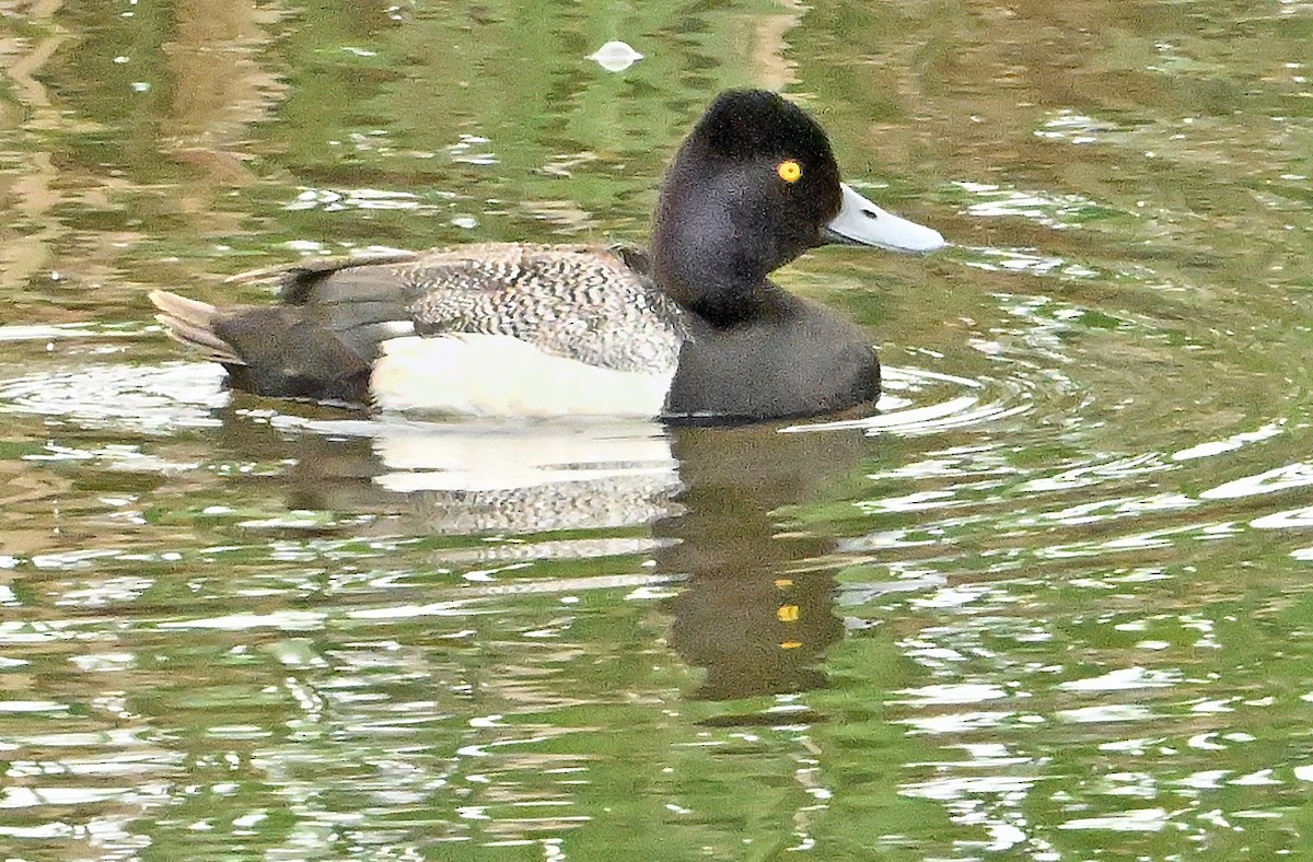 Lesser Scaup - ML620738785