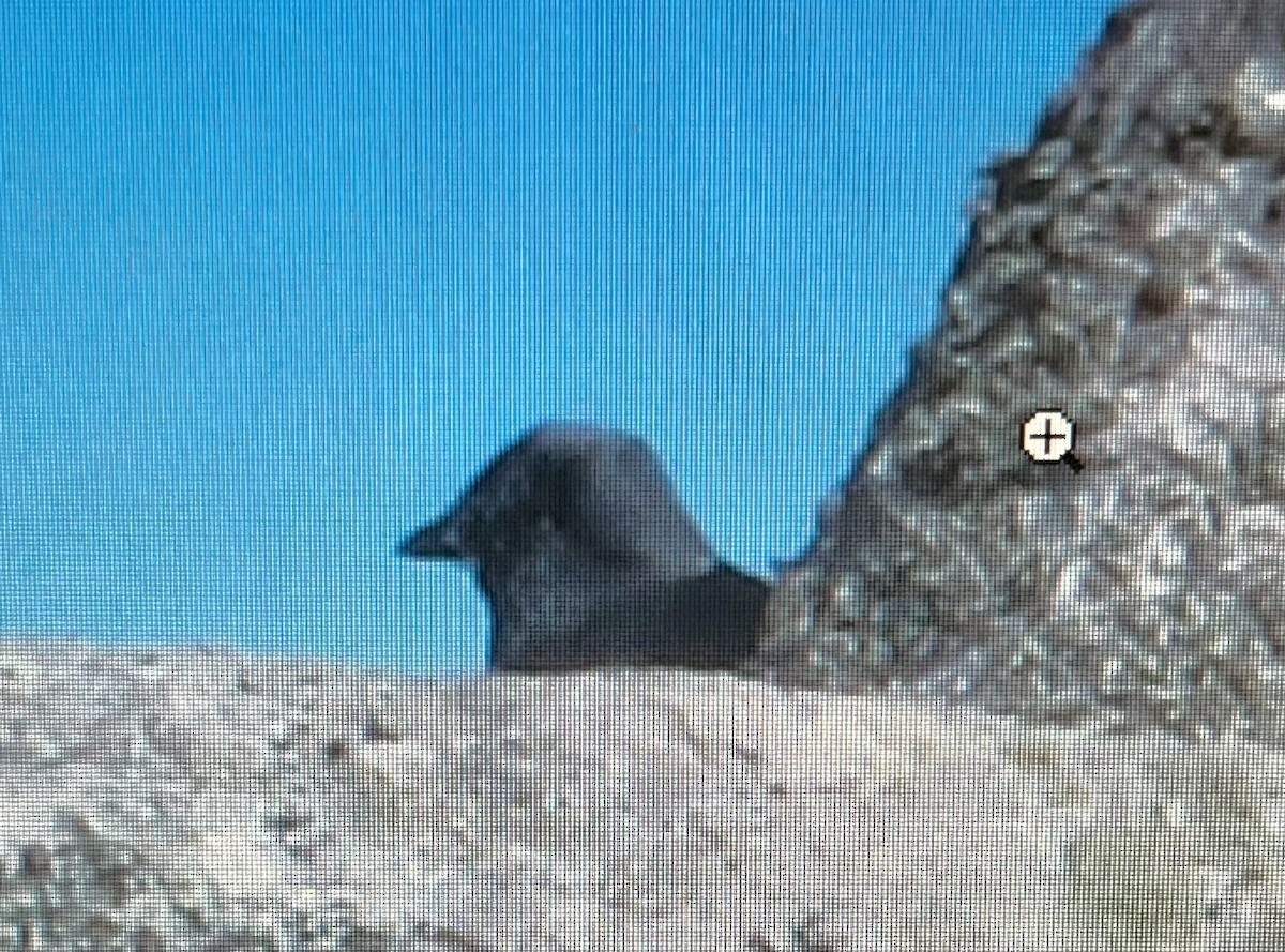 Eurasian Jackdaw - ML620738788