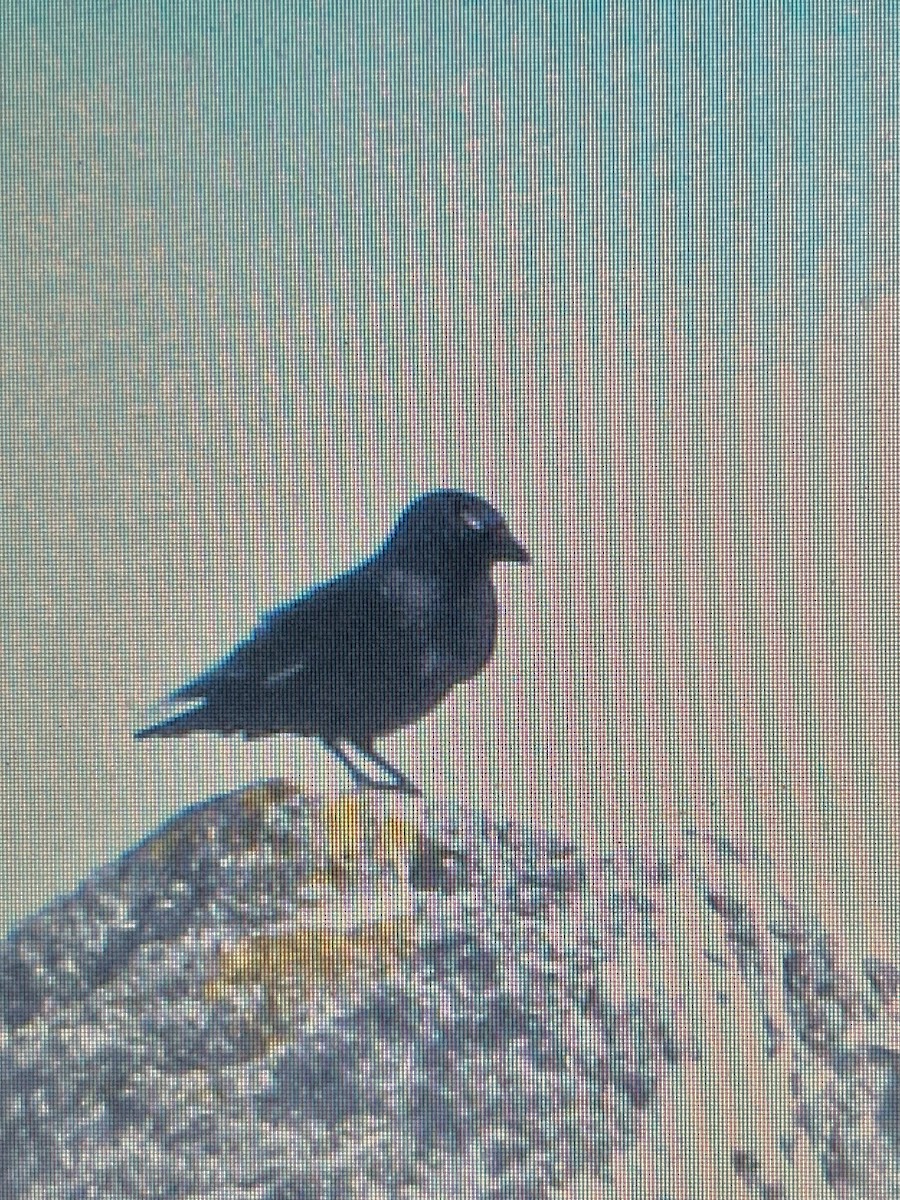 Eurasian Jackdaw - ML620738789