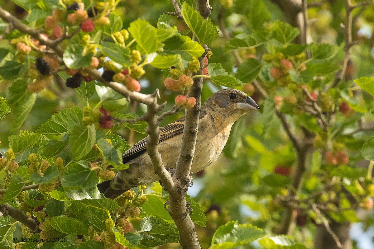 Blue Grosbeak - ML620738791