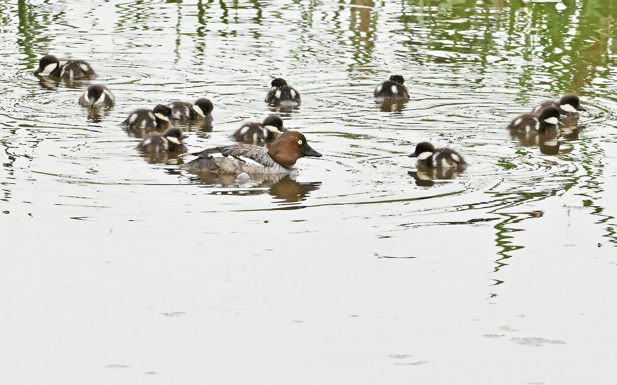 Common Goldeneye - ML620738794