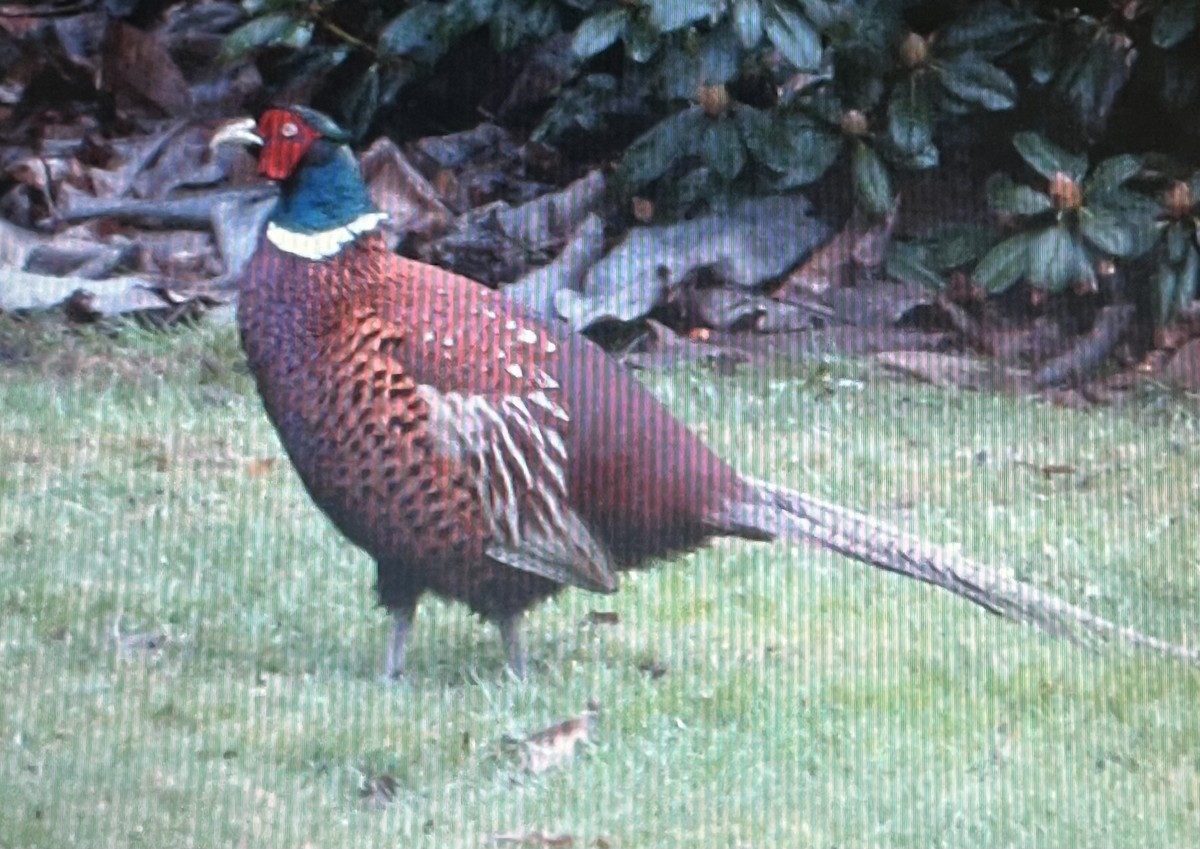 Ring-necked Pheasant - ML620738795