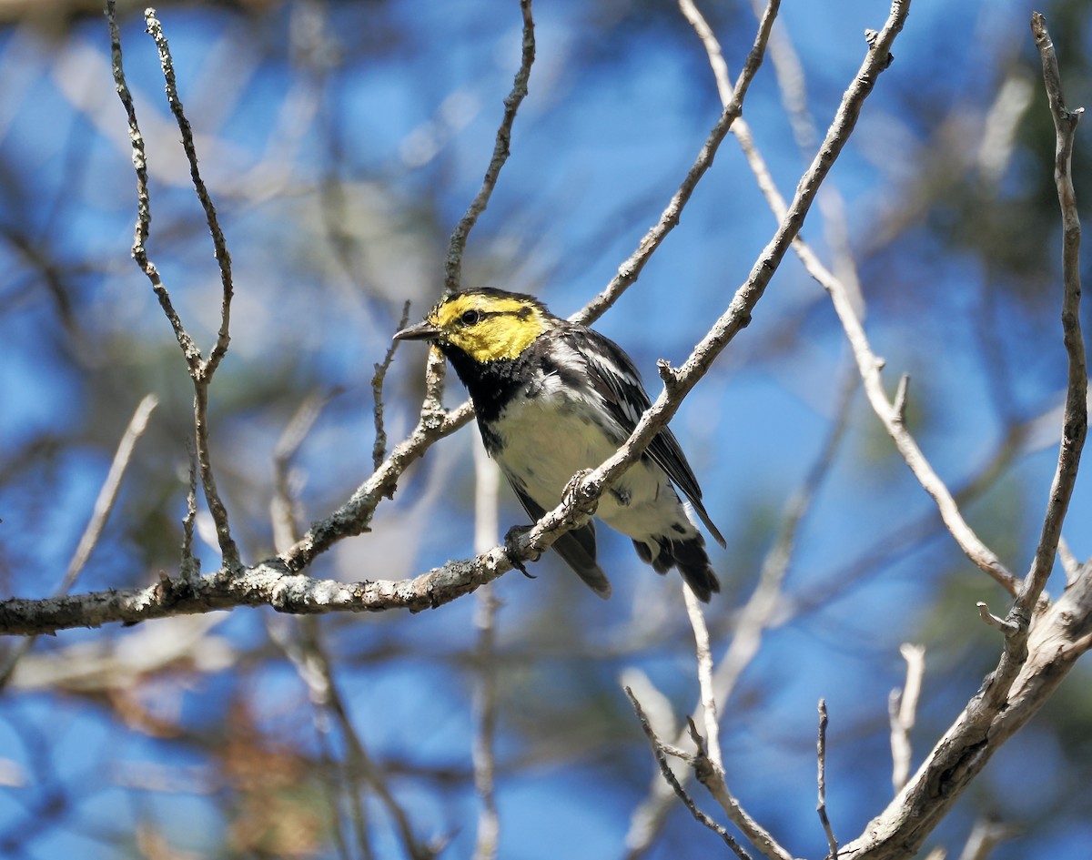 Golden-cheeked Warbler - ML620738796