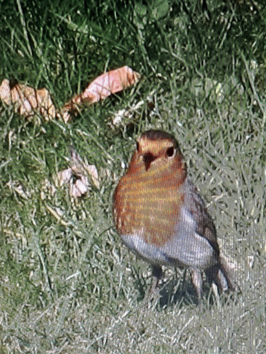 European Robin - ML620738797