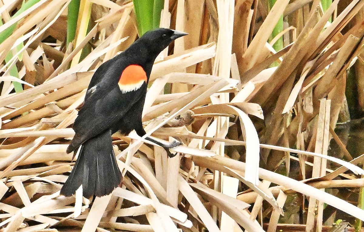 Red-winged Blackbird - ML620738798