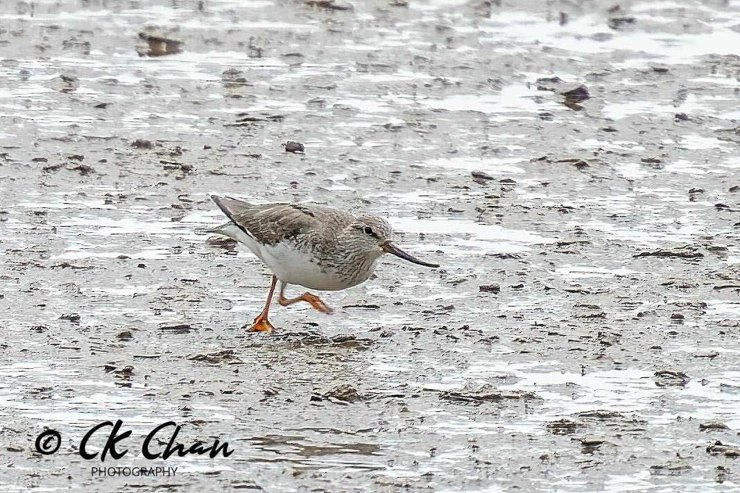 Terek Sandpiper - ML620738800