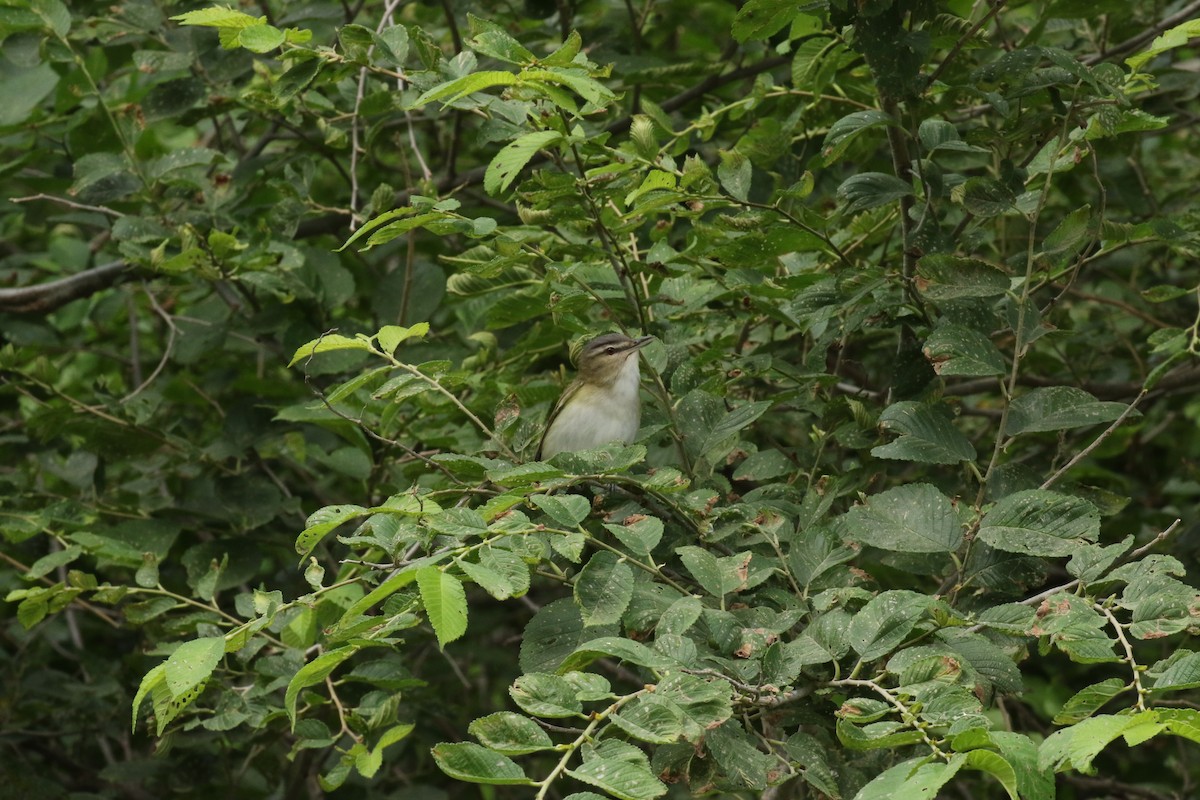 Red-eyed Vireo - ML620738805