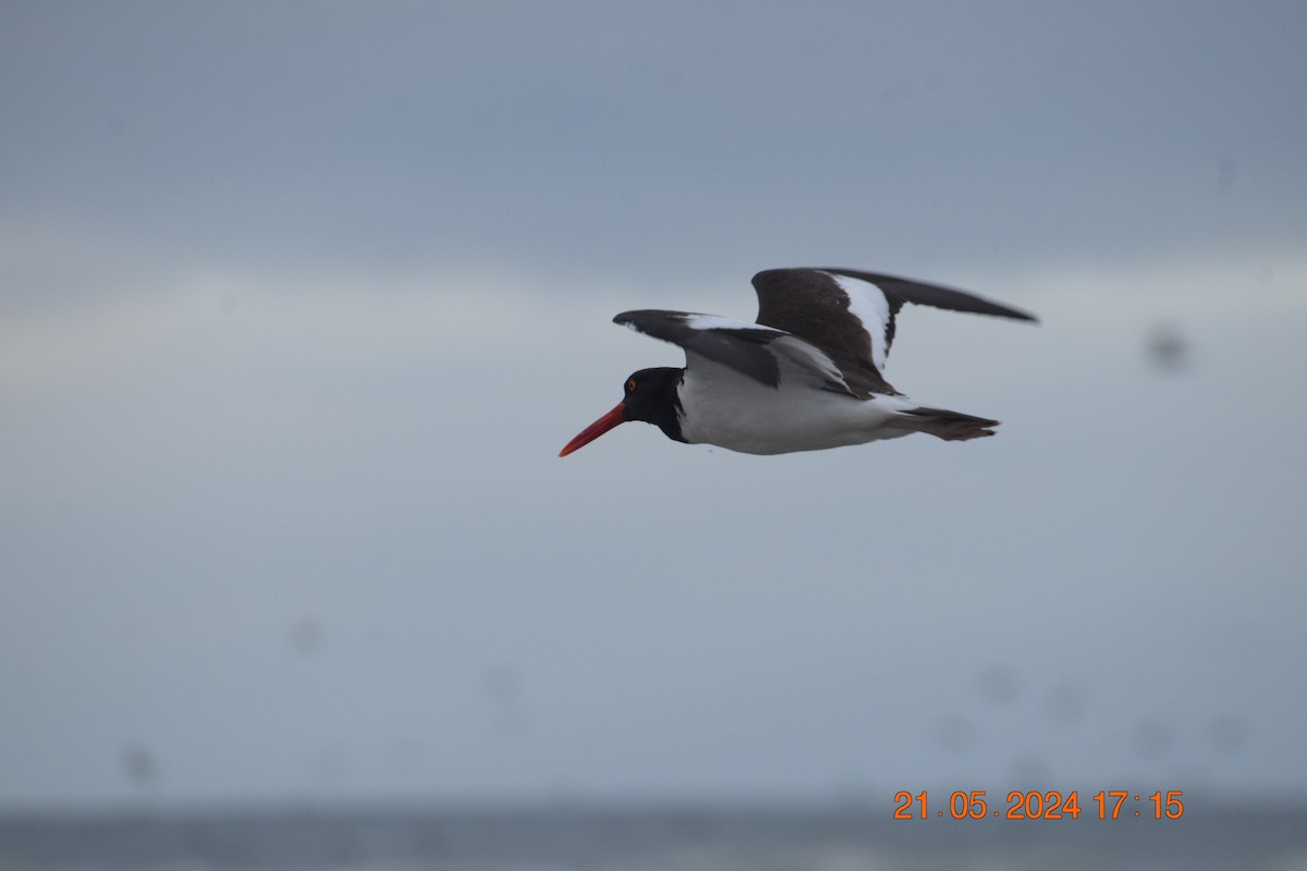 American Oystercatcher - ML620738806