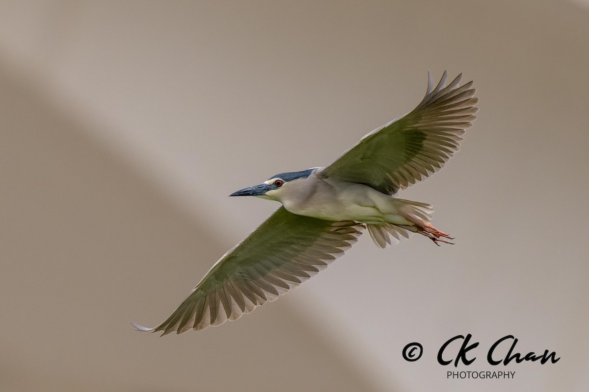 Black-crowned Night Heron - ML620738808