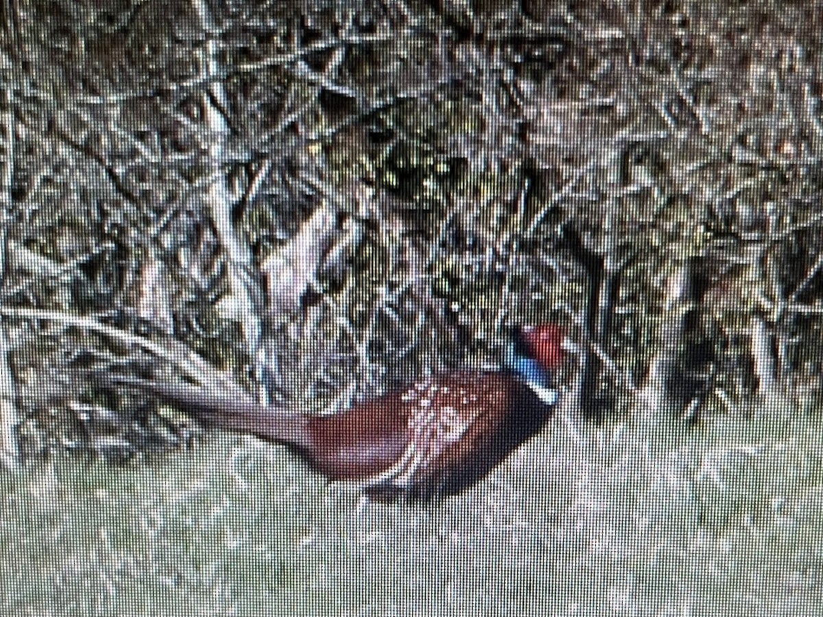 Ring-necked Pheasant - ML620738809