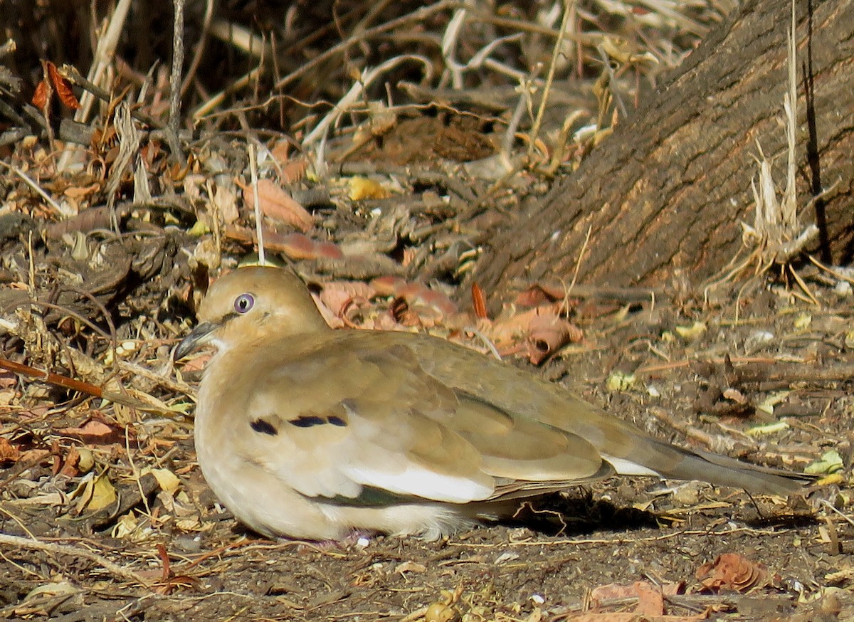 Picui Ground Dove - ML620738810