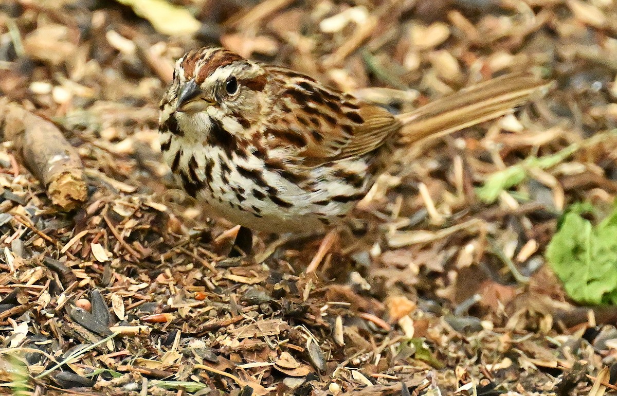 Song Sparrow - ML620738815