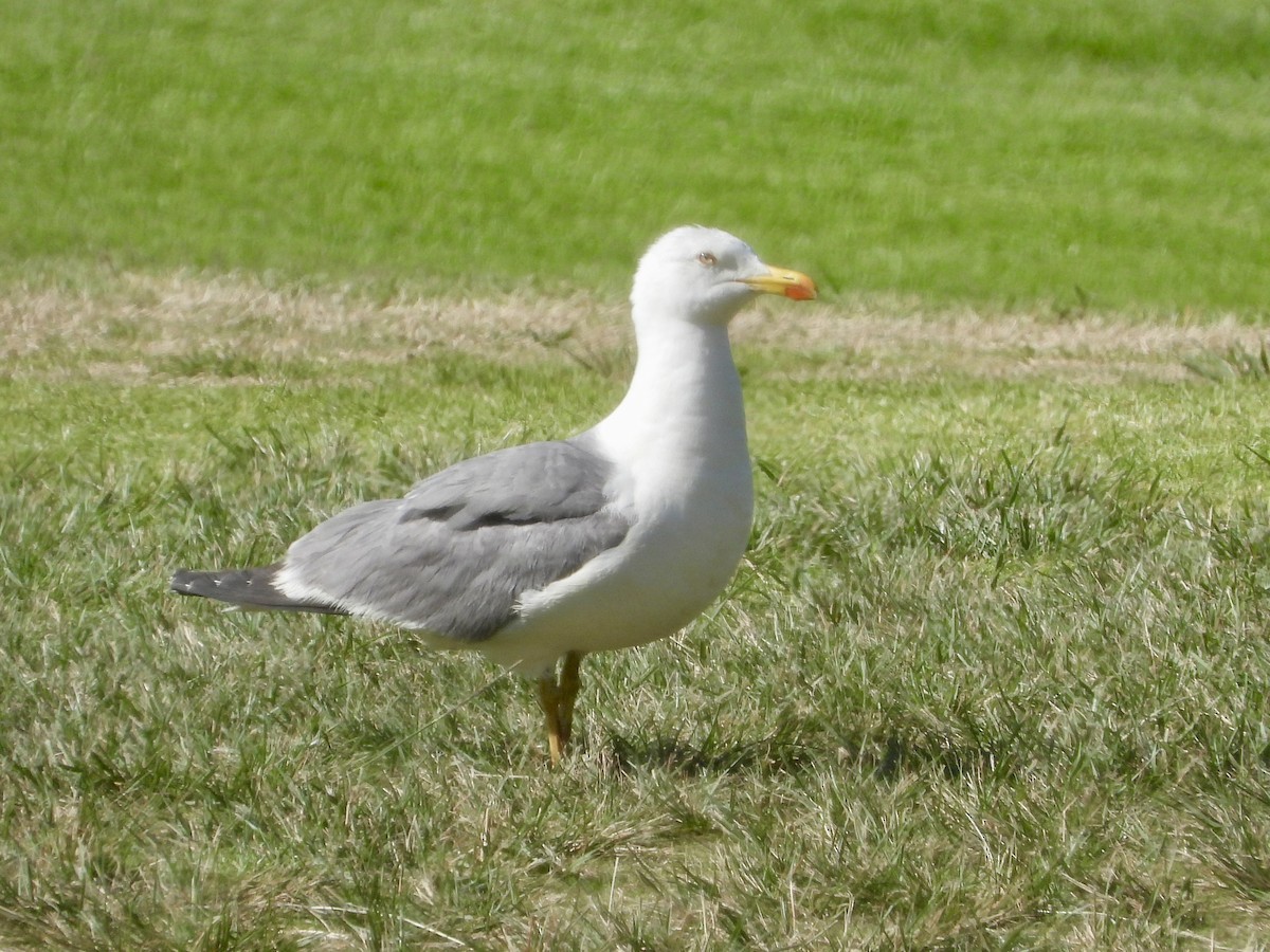 Yellow-legged Gull - stephen  carter