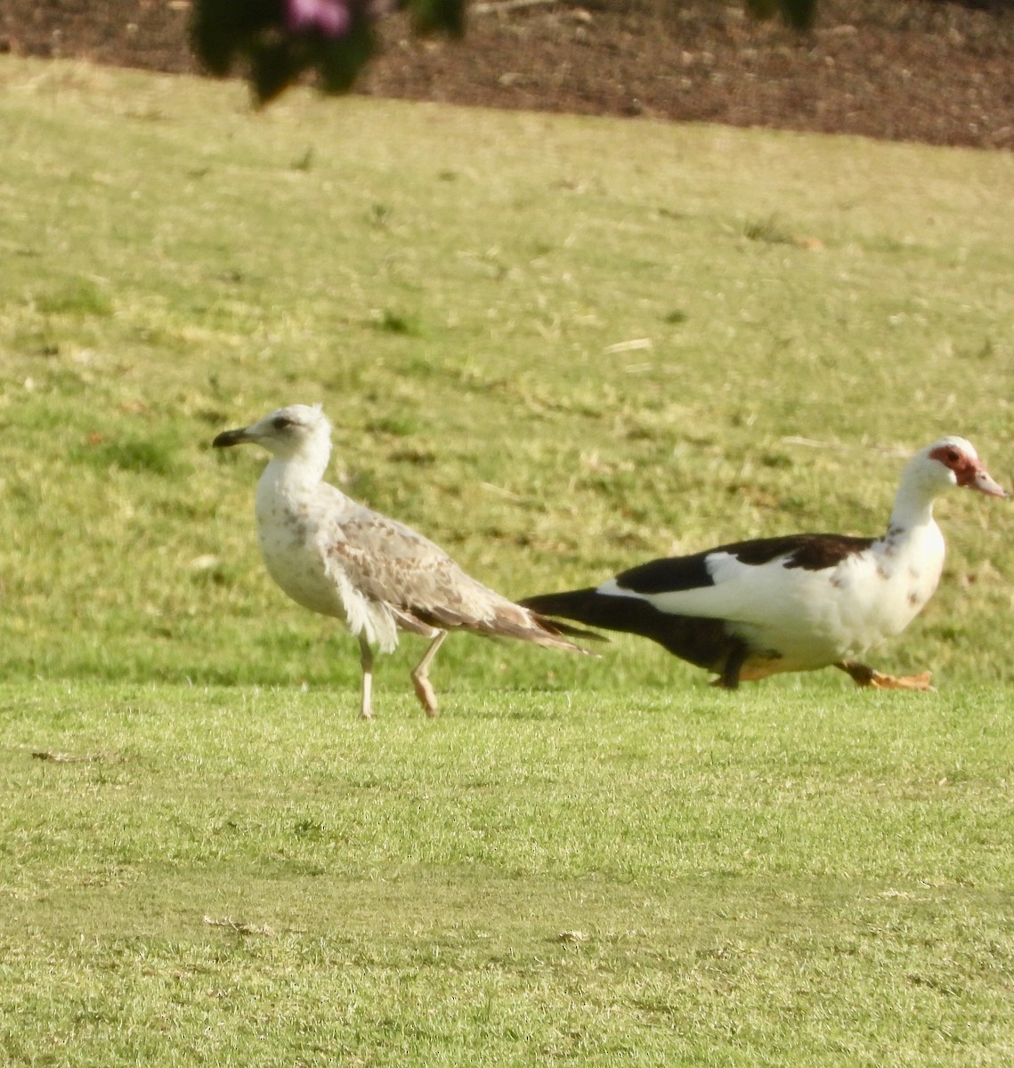 Yellow-legged Gull - ML620738817