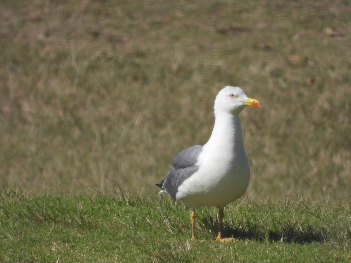 Yellow-legged Gull - ML620738818