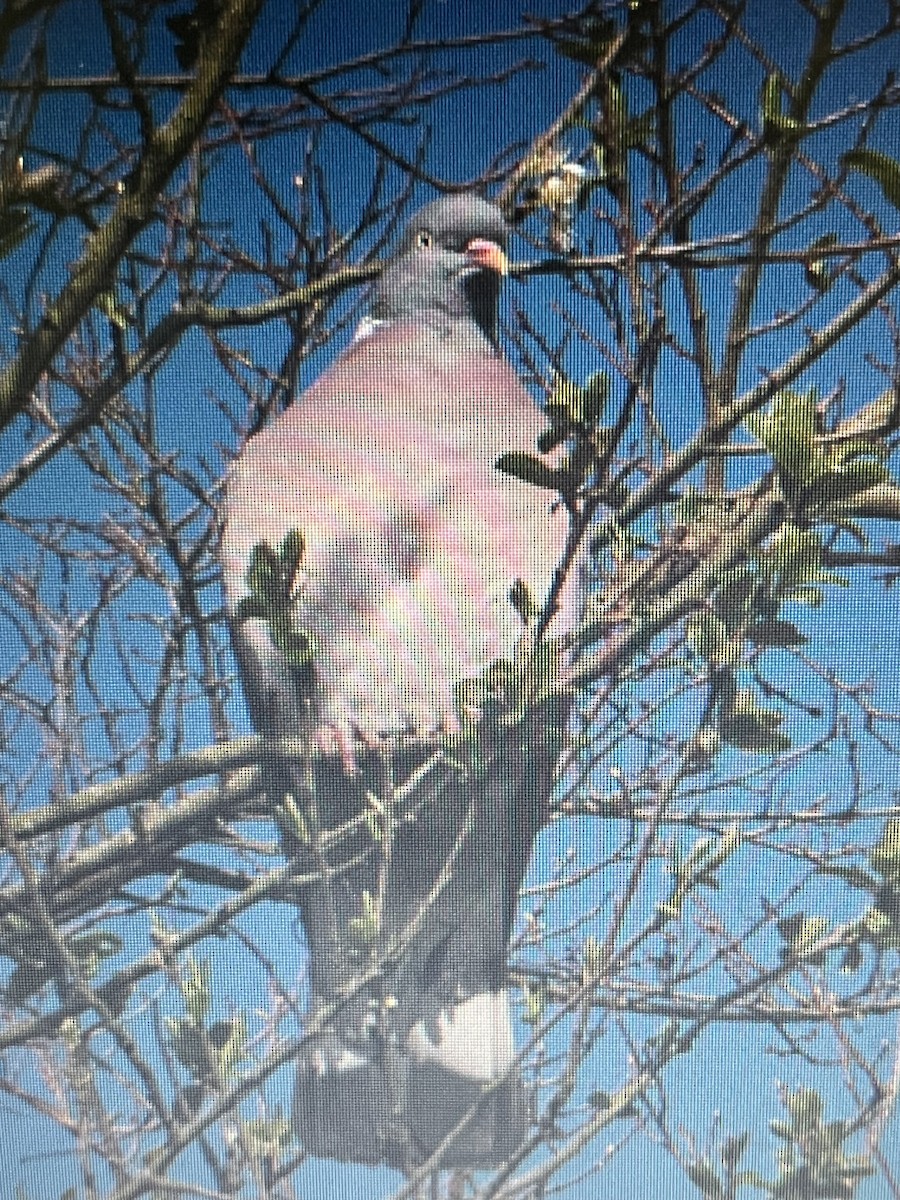 Common Wood-Pigeon - ML620738820