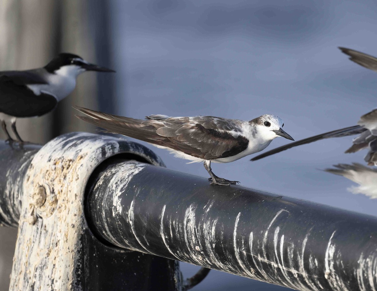 Bridled Tern - ML620738822