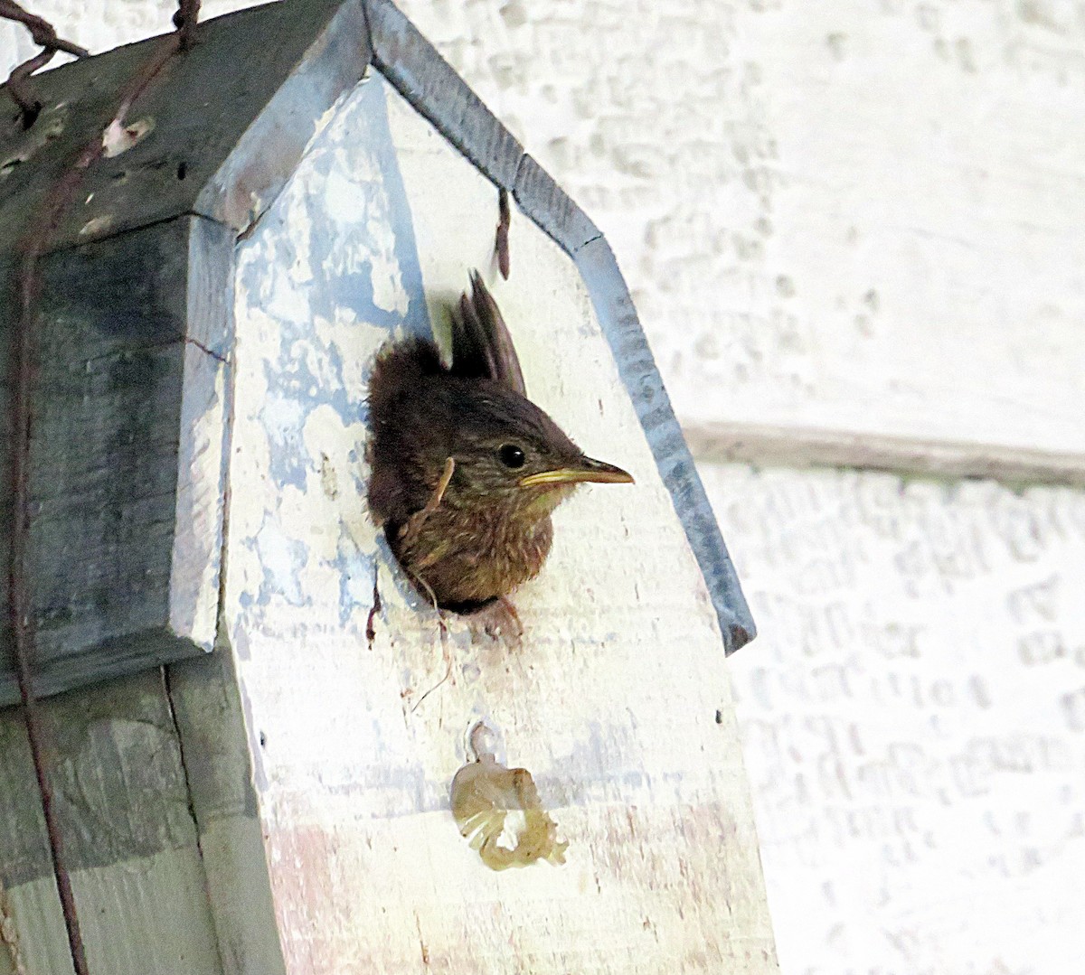 House Wren - ML620738823