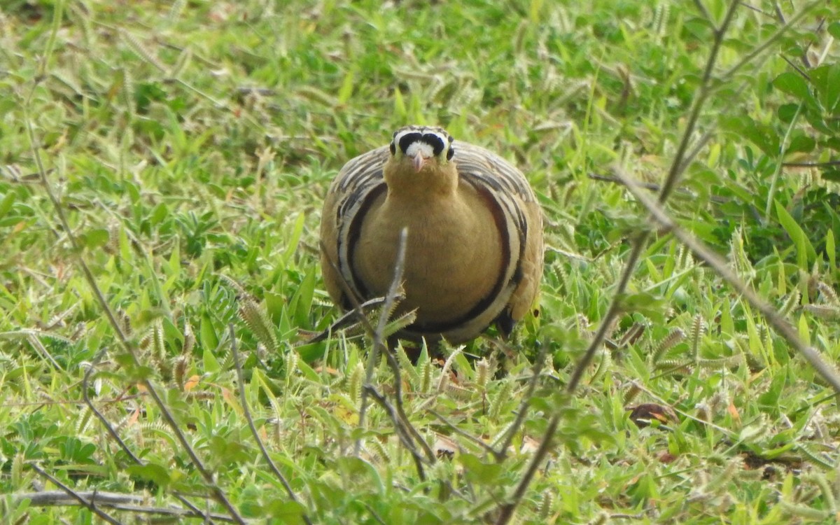 Painted Sandgrouse - ML620738827