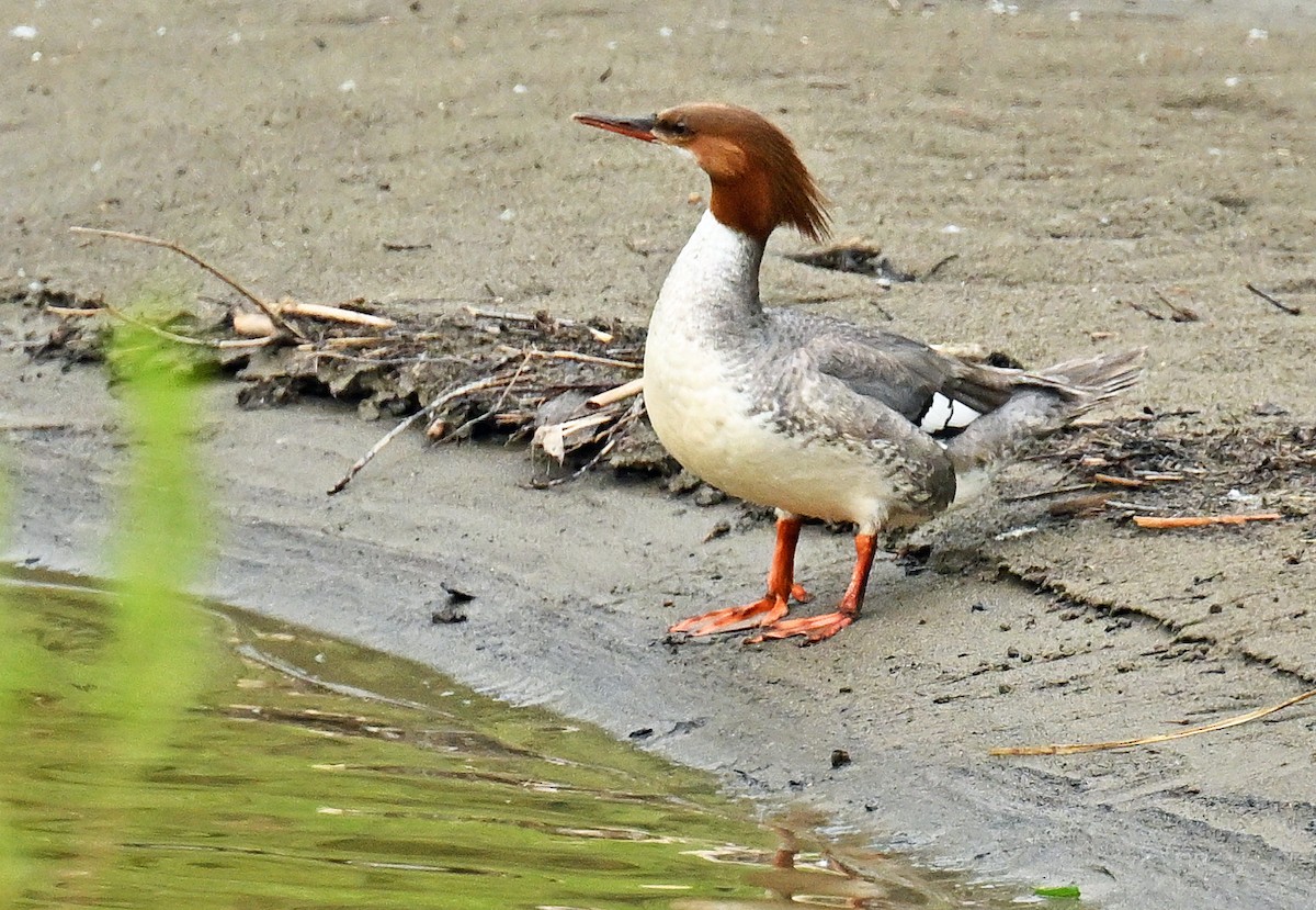 Common Merganser - ML620738847