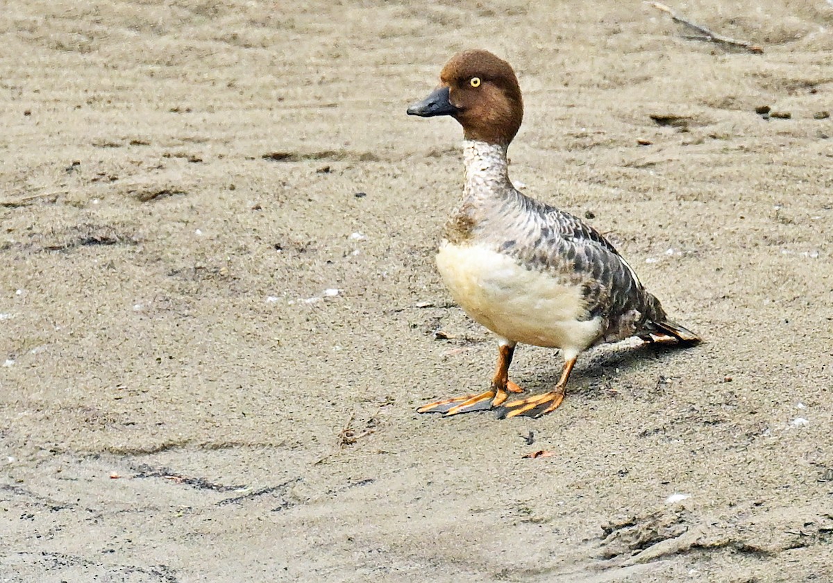 Common Goldeneye - ML620738848