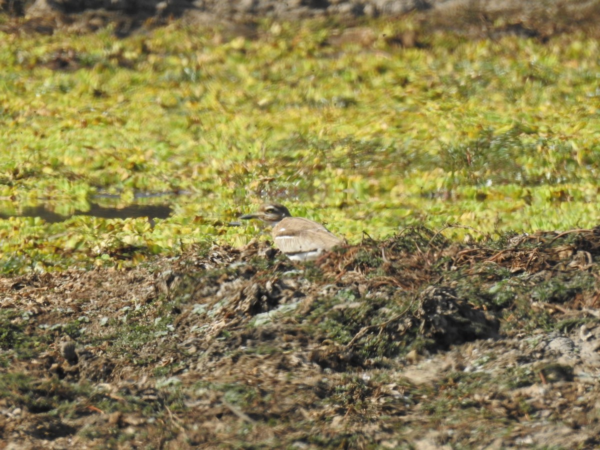 Water Thick-knee - ML620738850