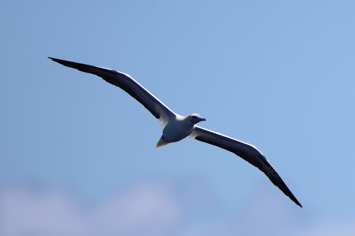 Red-footed Booby - ML620738857