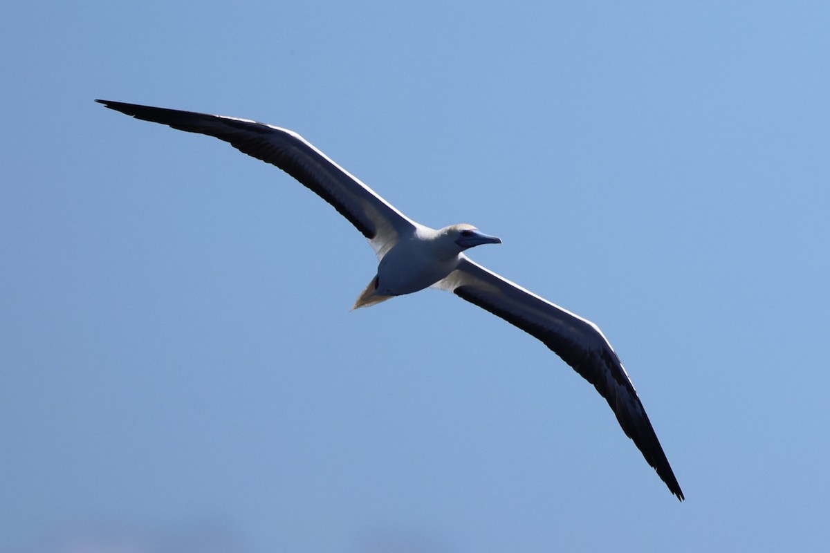 Red-footed Booby - ML620738858