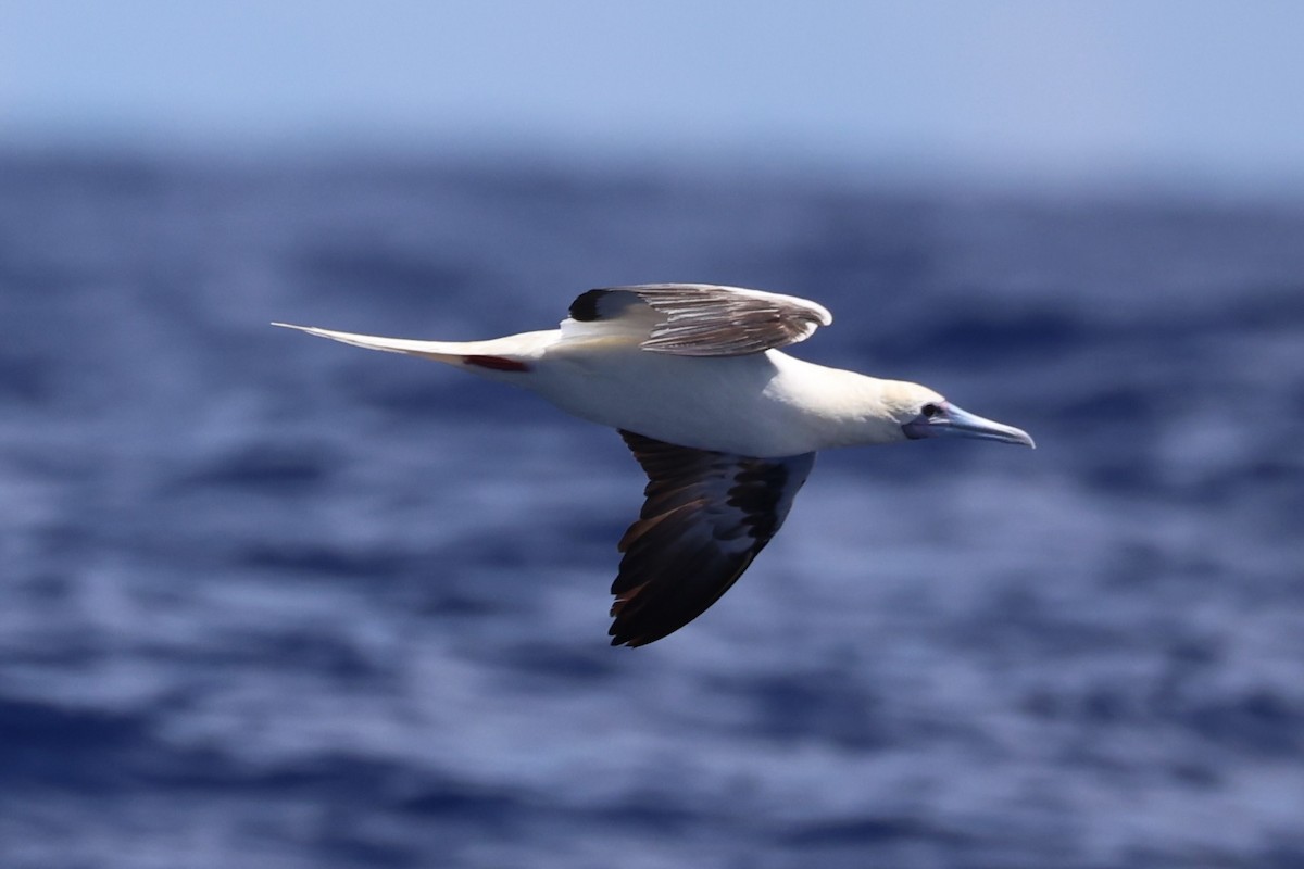 Red-footed Booby - ML620738859