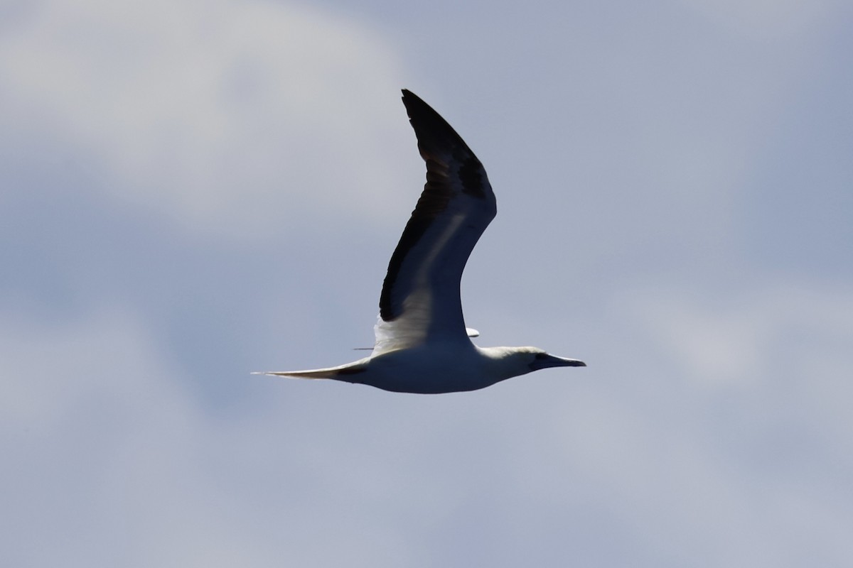 Red-footed Booby - ML620738861