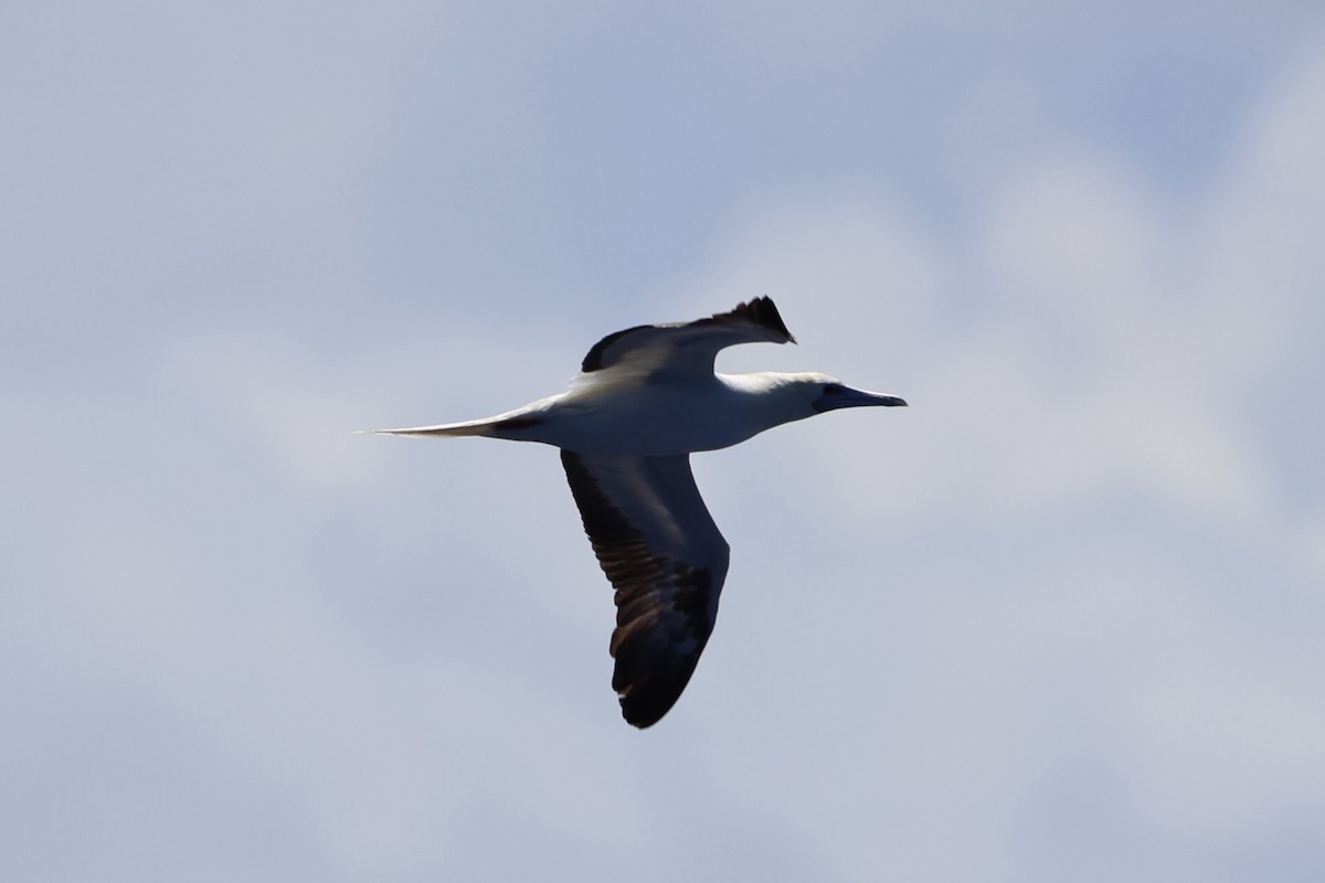 Red-footed Booby - ML620738862