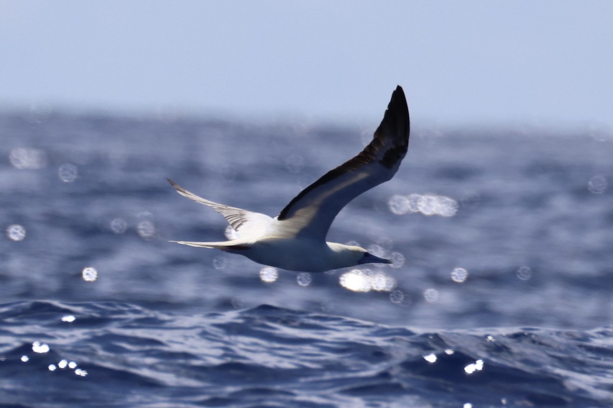 Red-footed Booby - ML620738863