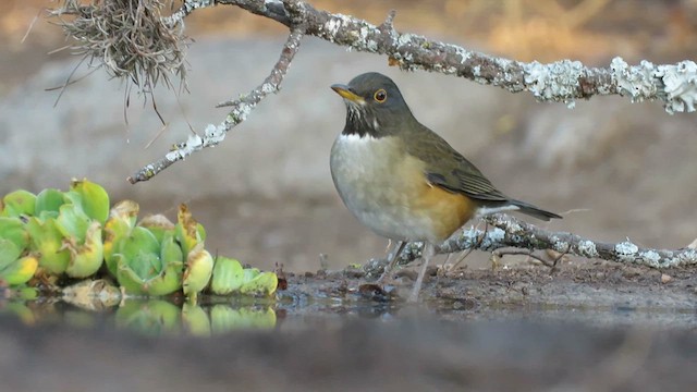 White-necked Thrush - ML620738865