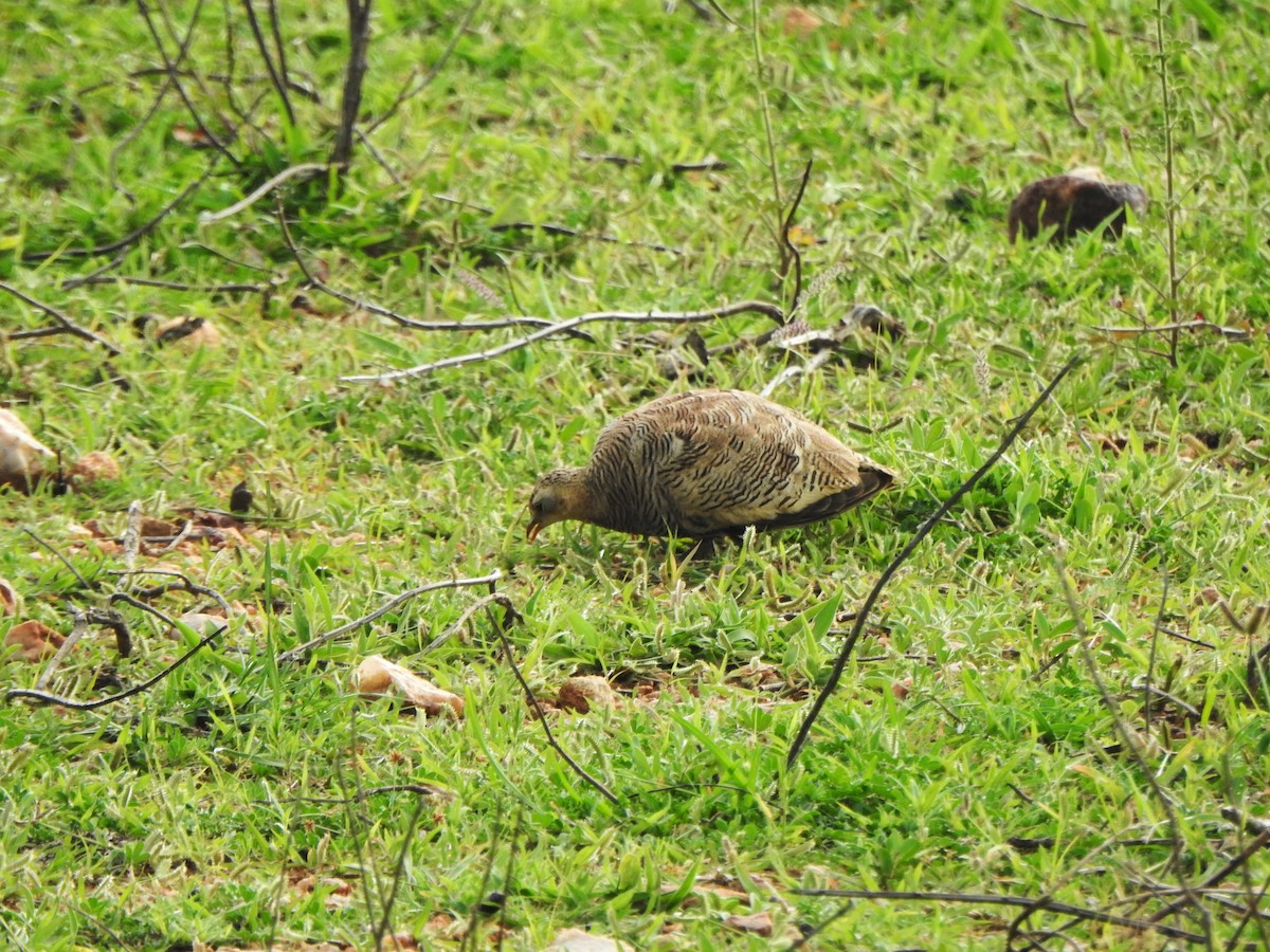 Painted Sandgrouse - ML620738868