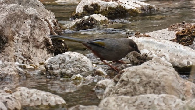 Elliot's Laughingthrush - ML620738870