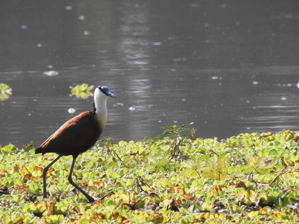 Jacana à poitrine dorée - ML620738871